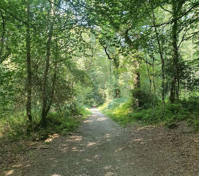 Tomnafinnoge Woods in Wicklow